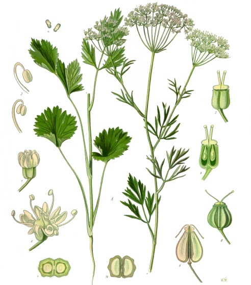 Anice verde