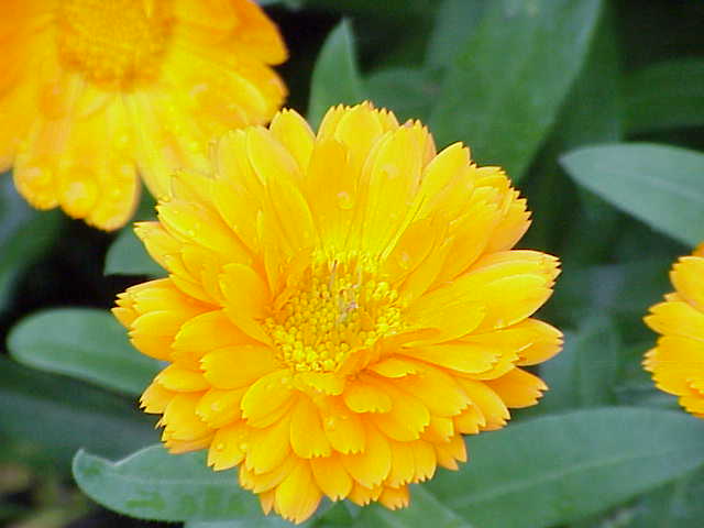 Calendula