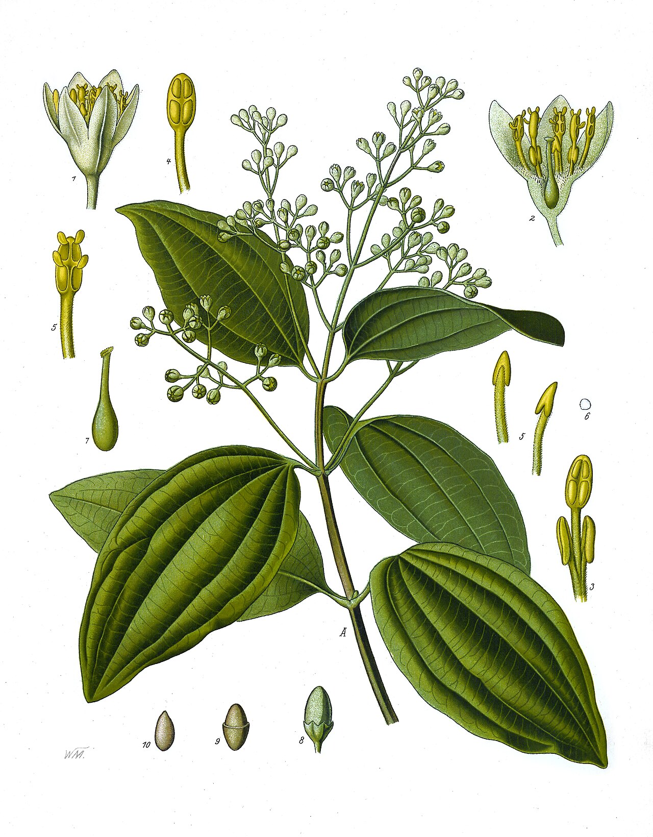 Cannella