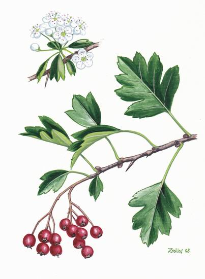 Biancospino