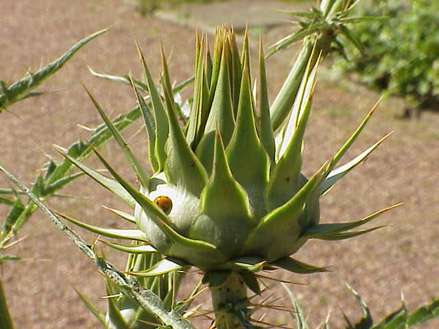 Carciofo