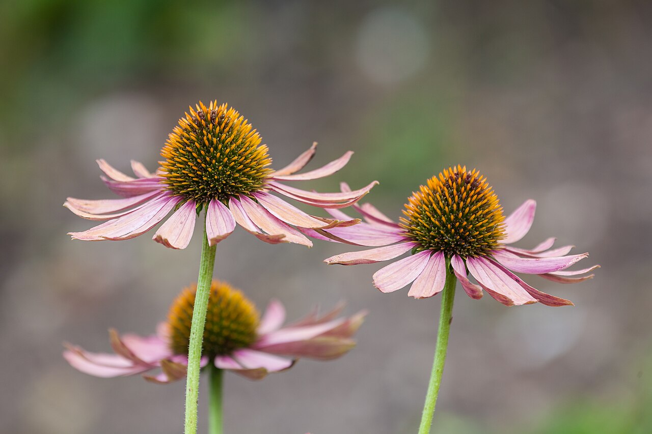 Echinacea (radice)