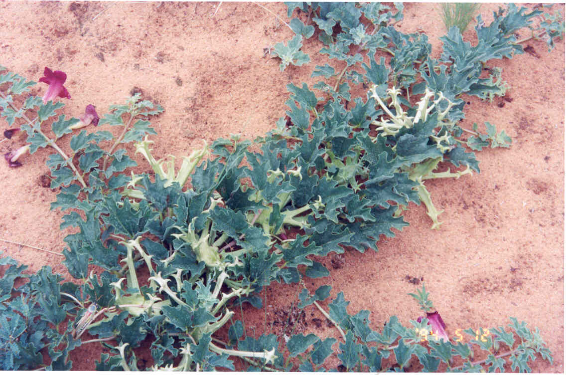 Artiglio del diavolo
