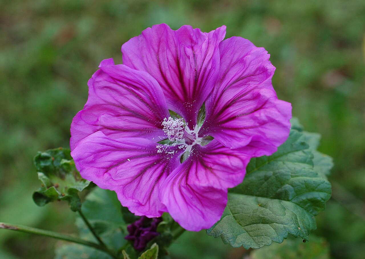 Malva