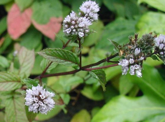 Menta piperita (olio essenziale)
