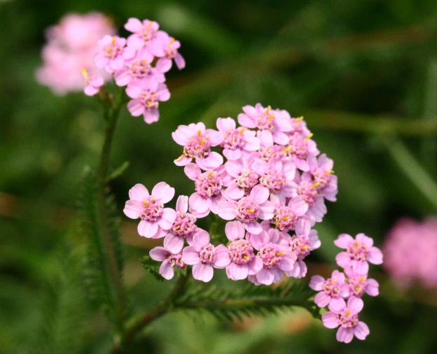 Achillea